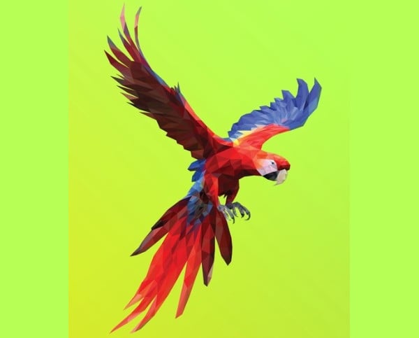 colorful parrot illustration