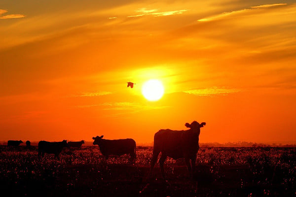 sunset cattle photography