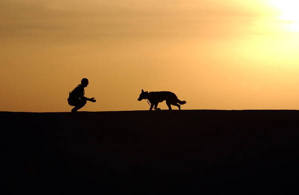 animal silhouette photography
