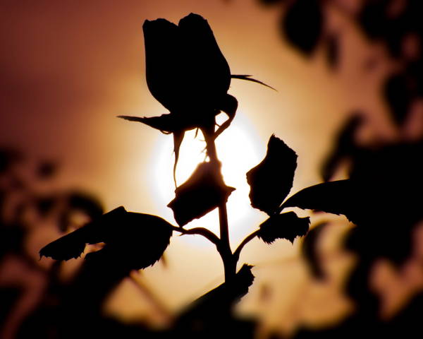flower silhouette photography