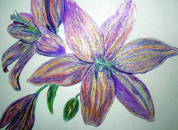 color flower pencil drawing