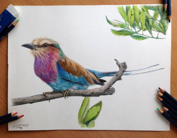 color bird pencil drawing