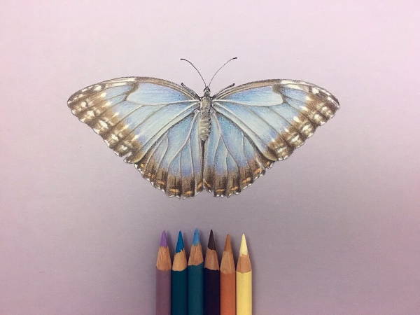 color butterfly pencil drawing