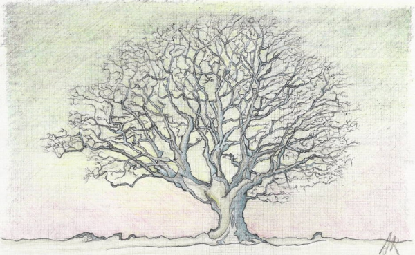 nature tree drawing