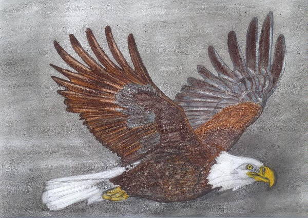 eagle wings drawing