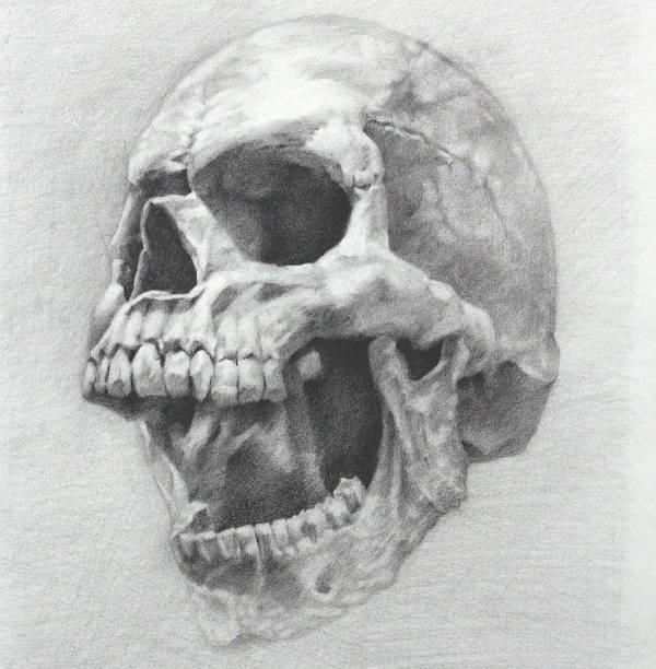 50000 Skull Drawing Stock Photos Pictures  RoyaltyFree Images  iStock   Skull illustration Skulls Skeleton