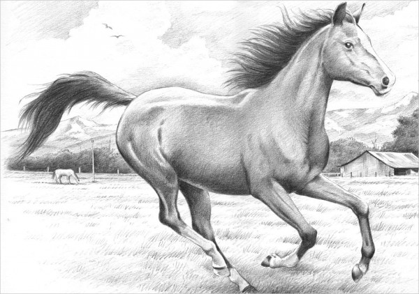 easy pencil drawings of horses