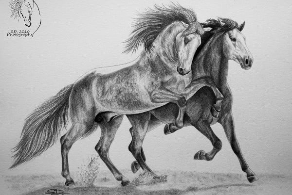 monochrome horse sketch