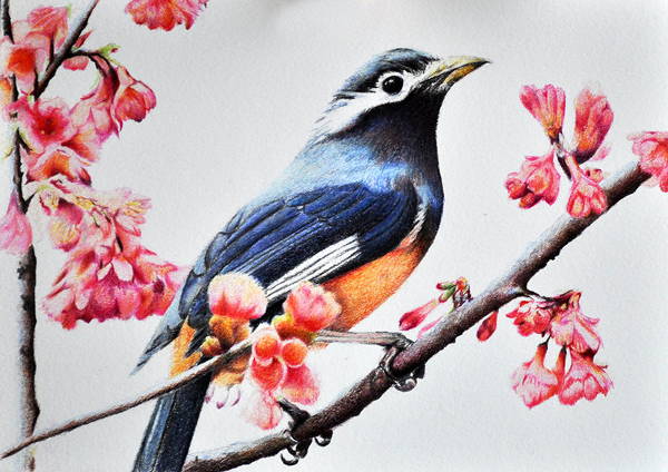 9+ Bird Drawings, Art Ideas | Free & Premium Templates