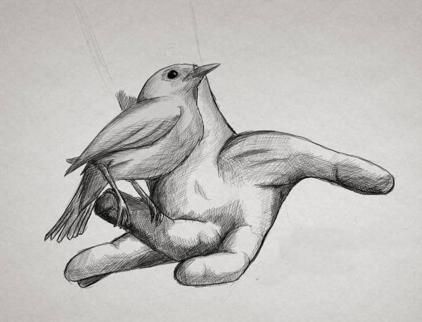 bird pencil drawing