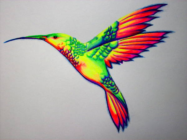 colorful birds drawings