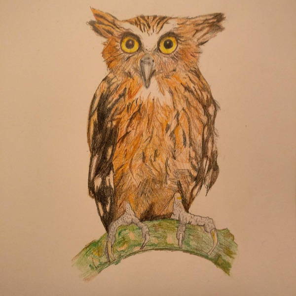 10+ Owl Drawings, Art Ideas | Free & Premium Templates