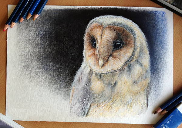 10+ Flying Owl Drawing