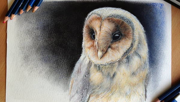 cute barn owl drawing