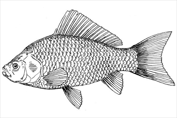 Cute pencil drawing illustration of fish  Stock Illustration 69520850   PIXTA