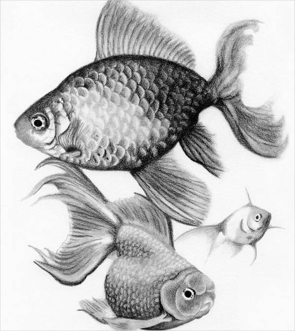 fish pencil drawing