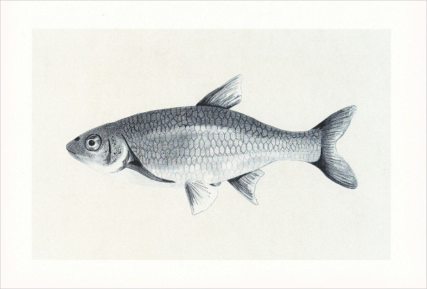 Rybka (fish) Drawing by Amelia Augustyn | Saatchi Art