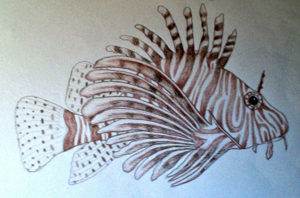 9+ Fish Drawings