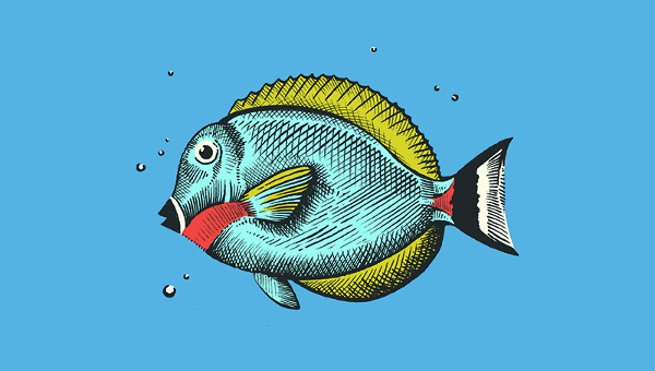 208 Fish Drawing Realistic Stock Photos  Free  RoyaltyFree Stock Photos  from Dreamstime