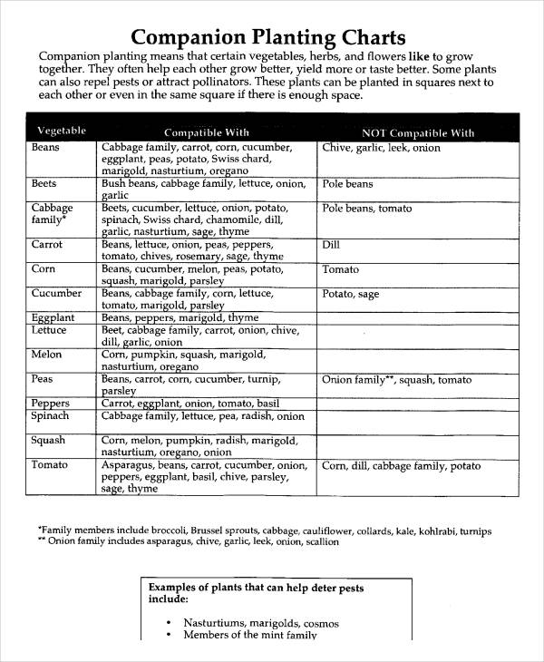 Compatible Vegetable Gardening Chart