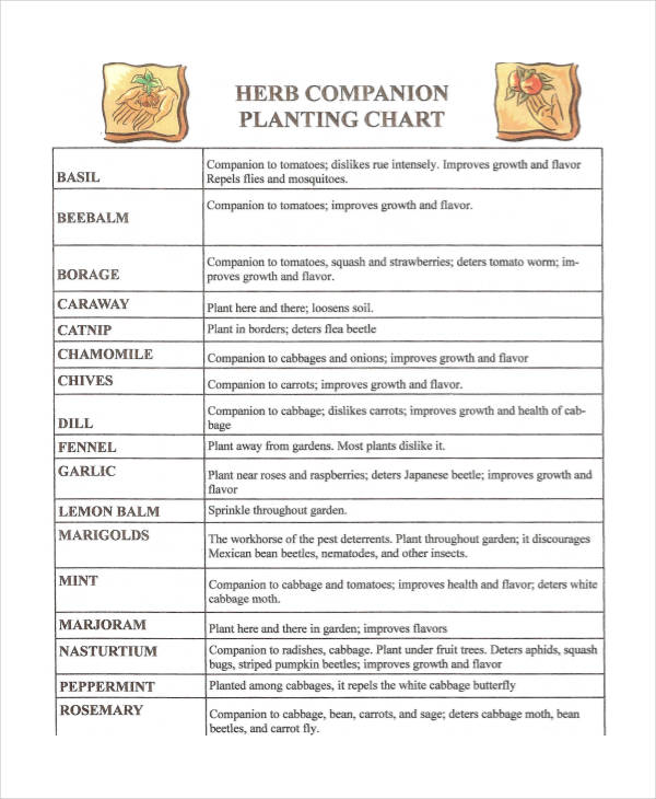 herb companion planting chart
