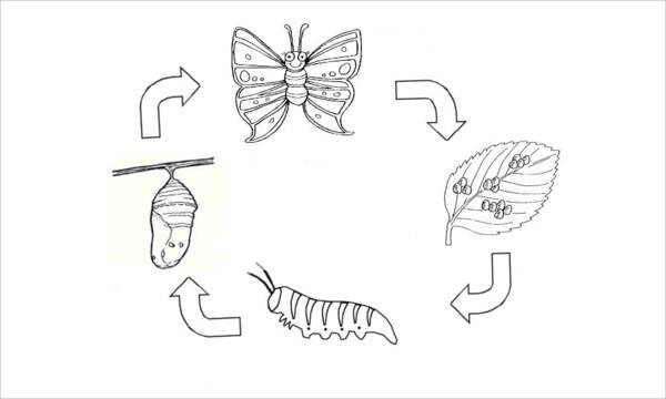 butterfly life cycle coloring pages