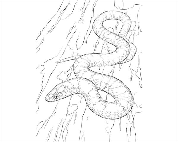 snake coloring page for adults