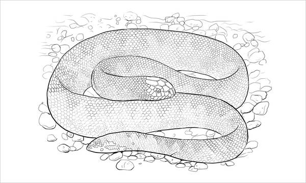 sea snake coloring page
