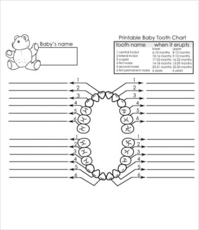 blank baby teething chart