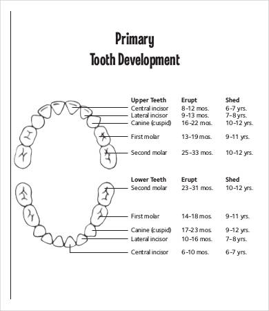 Baby Teething Chart - 7 Free PDF Documents Download