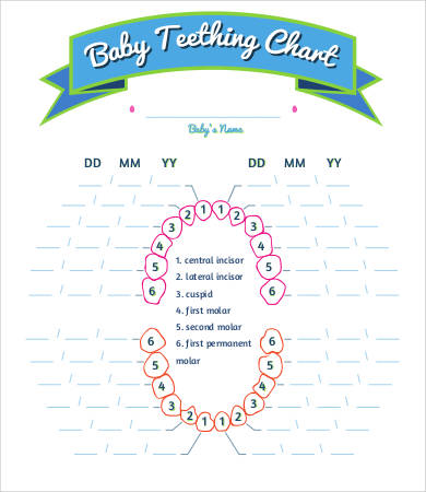 basic baby teething chart
