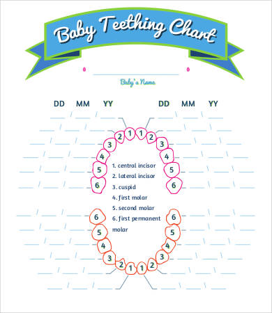 Baby Teething Chart - 7 Free PDF Documents Download