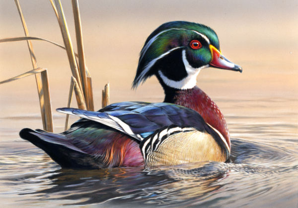 acrylic painting of duck