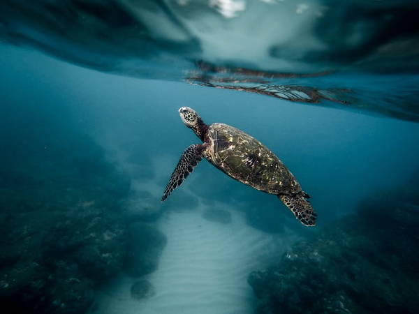 underwater ocean photography