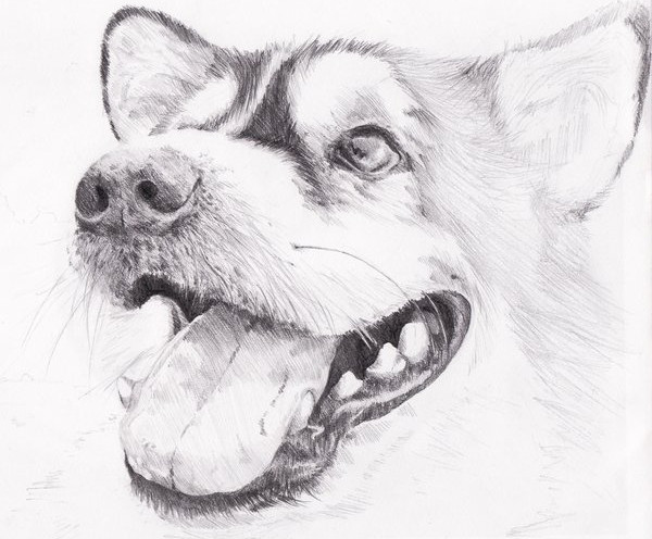 sketch drawing of animal