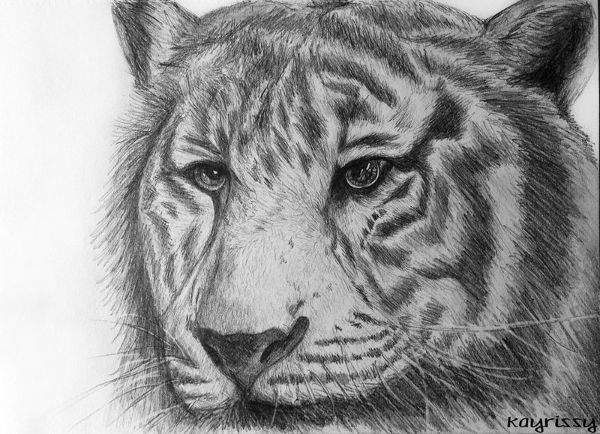 pencil sketch drawing