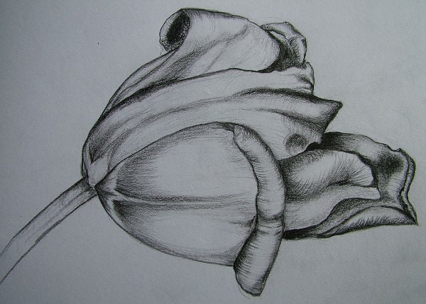 flower sketch drawing