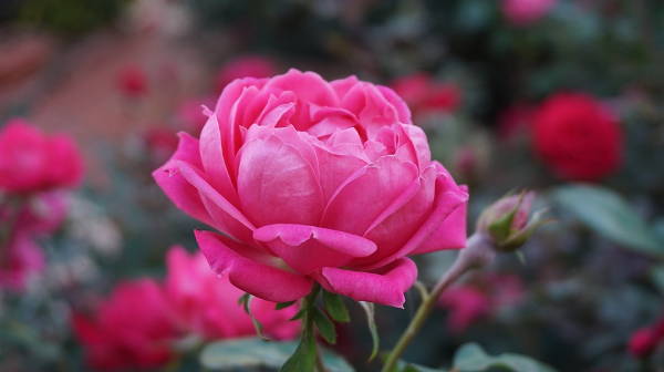pink rose photography