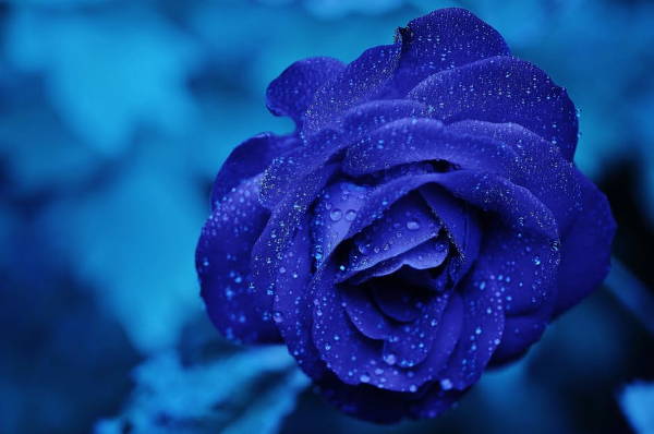 blue rose photography