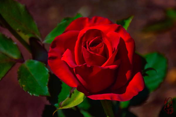 red rose photography