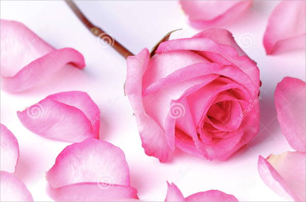 rose petal photography