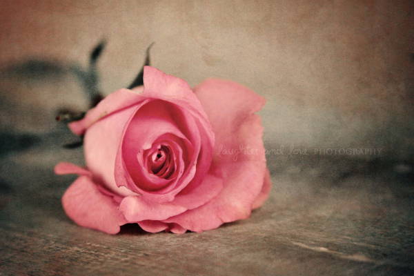 rose art photography