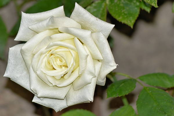white rose photography