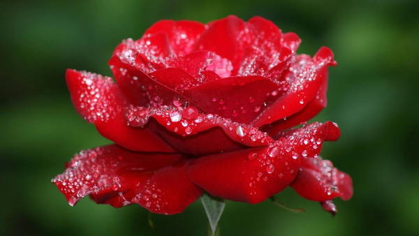 rose water droplets photography