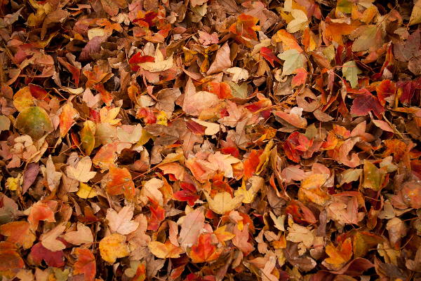 fall leaves texture