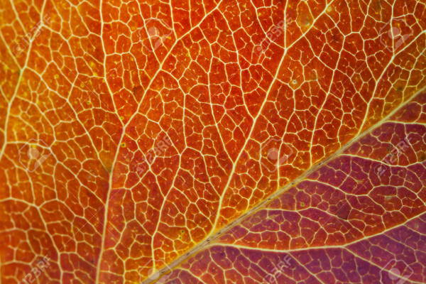 fall leaf closeup texture