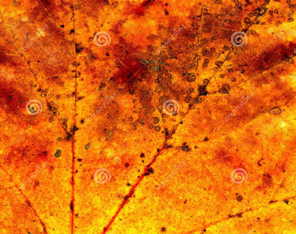 fall maple texture
