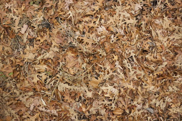 dry fall texture