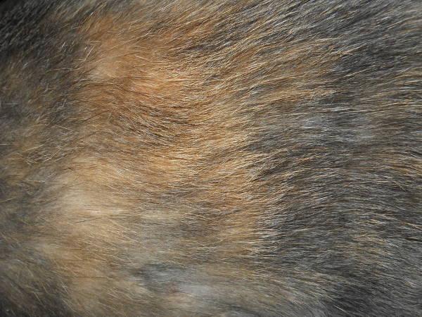 cat fur texture
