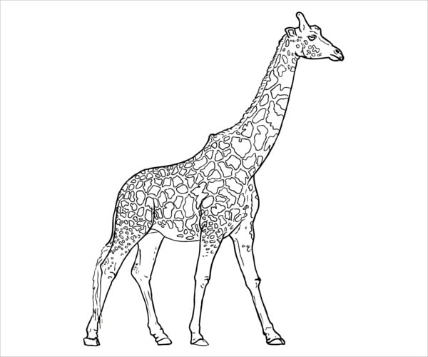 realistic giraffe coloring page